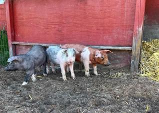 Gallagher's Piglets