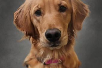 Tails and Tales with Mia the Therapy Dog