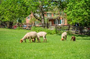 Golden Hour Gathering - Farm to Table Dinner with Chef Susan Collins