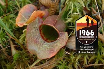 1966 Hiking Challenge: Pinhook Bog