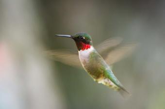 Hummingbird Migration Celebration
