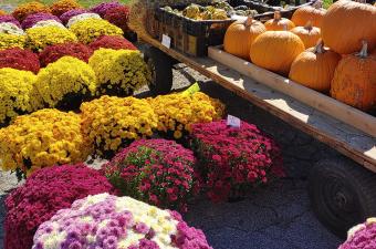 Hoosier Fall Festival