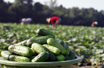 St. Joe Pickle Festival 2024