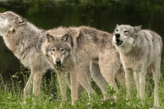 Echoes of the Pack: Decoding the Howl