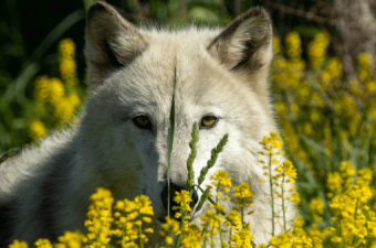 Protecting the Pack: Ecosystem Guardians