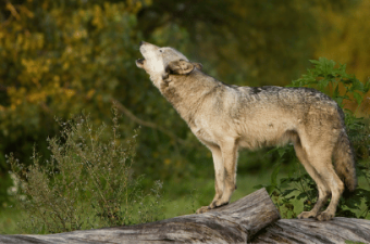 The Evolving Landscape: Challenges for Wildlife