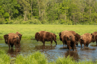 From Forests to Prairies: Indiana's Landscapes