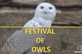 Annual Festival of Owls