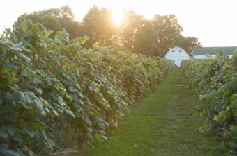 Red, White, and Blueberry Festival at Mallow Run