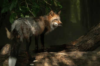 Nature's Toolbox: Survival in Action