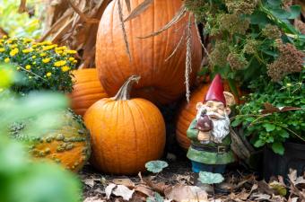 Pumpkin Path Display