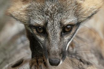 Saving Species Together: Community Conservation