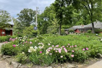 39th annual Wildflower Foray