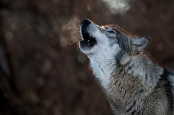 Howl-O-Ween