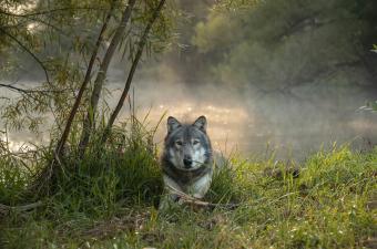 Save Wolves Save Wilderness