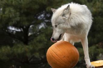 Pumpkin Party