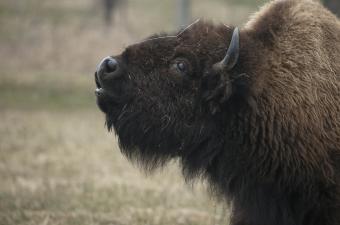 Bison Specialty Tour