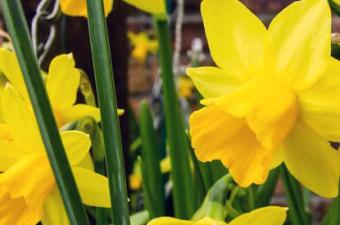 Daffodil Stroll
