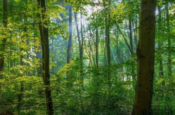 Forest Bathing @ Dunes Learning Center