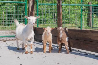 Baby Goat Days