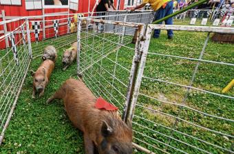 Hancock County 4-H Fair