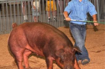 Marion County Fair