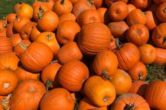 Pumpkin Stroll