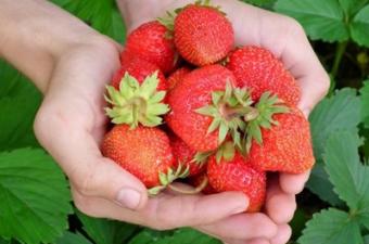Strawberry Festival
