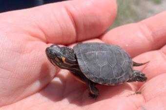 Herpetology Hike: Frogs, Salamanders, and Turtles, oh my! @ Dunes Learning Center
