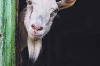 Goataqua - Vevay Community Art Fair