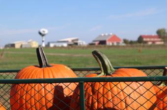 Pumpkinfest at Fair Oaks