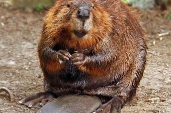 All About Beavers