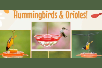Hummingbirds + Orioles Program and Bird Walk