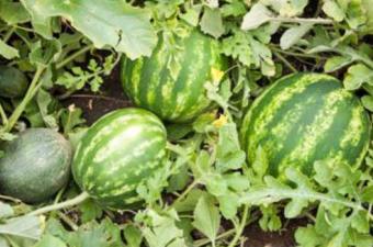 Johnson's Watermelon Festival Weekend