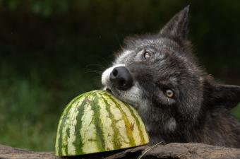 Picnic with the Pack