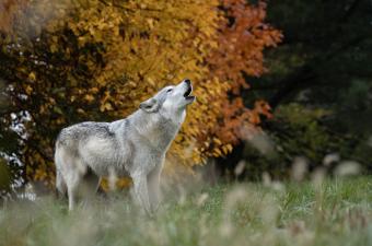 Howl Night