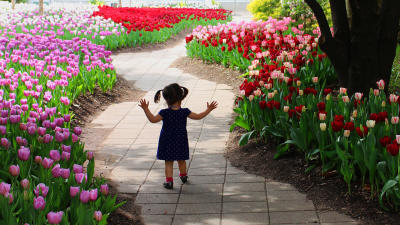 Young girl walking through field of tulips