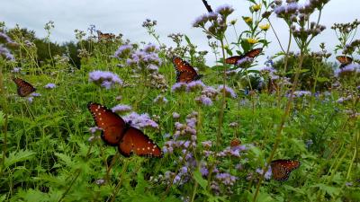 Clear Creek Butterflies