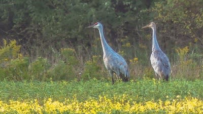 Sandhill Cranes Noble County Birding