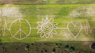 Gallagher's Sunflower Maze