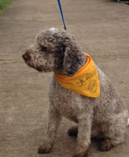 One of the competitors patiently waits for a turn