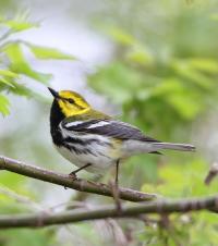 warbler 530x600