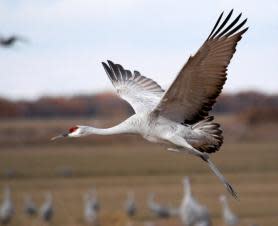 Sandhill Crane