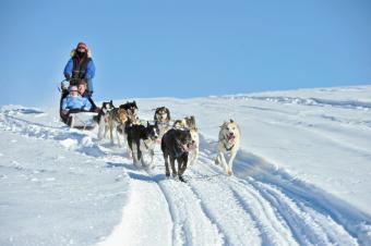 Blog - Dog Sledding