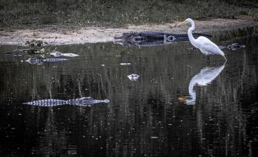 Great Egret and alligators at Babcock Ranch Eco-Tours