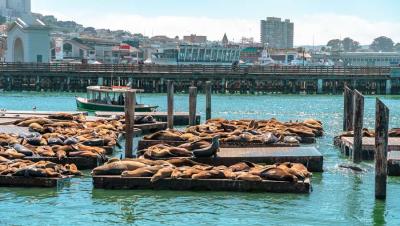 Sea lion in Fisherman's Wharf