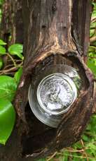 Glass Float Project - glass float in tree
