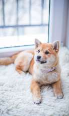 Dog Puppy