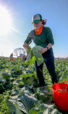 Hope's Harvest bridges gap between farmers and food pantries