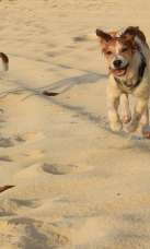 Dogs on Beach